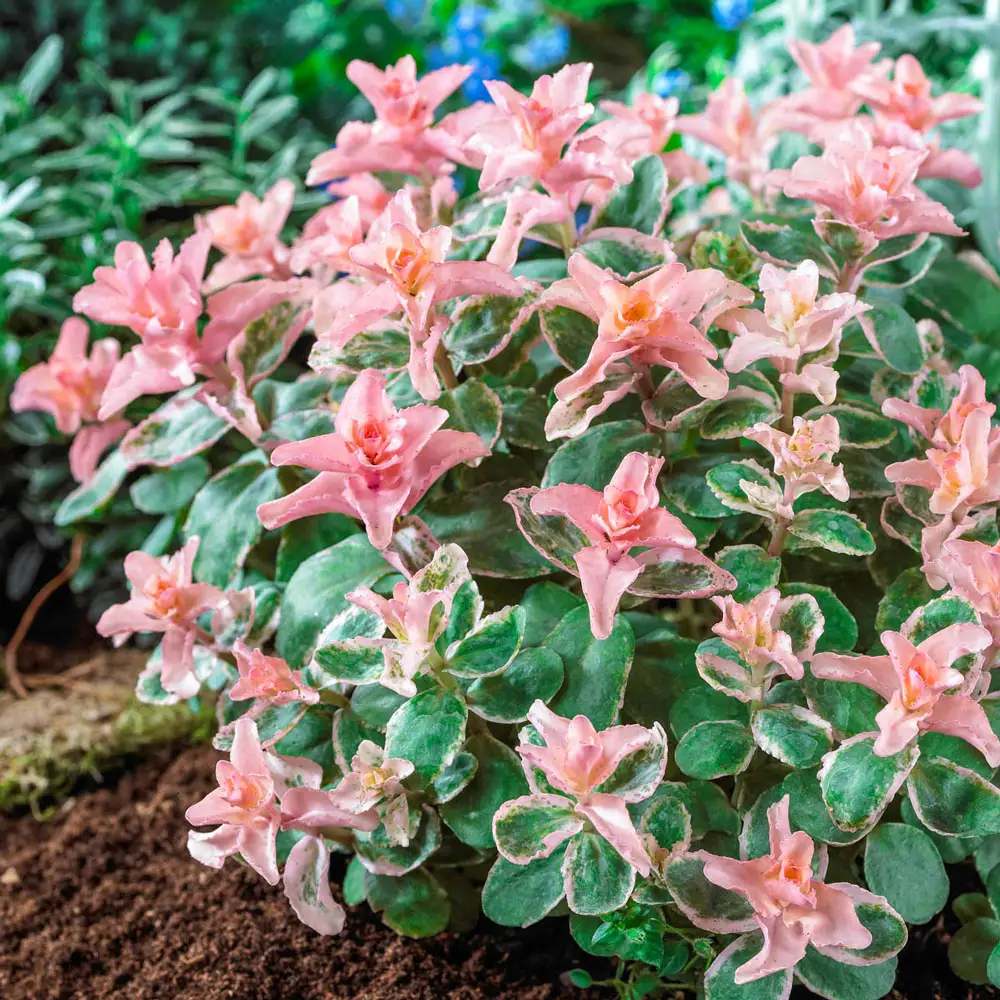 Sedum Pinky