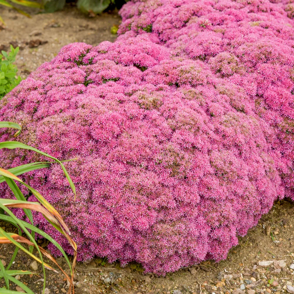 Sedum Powderpuff - Image 2