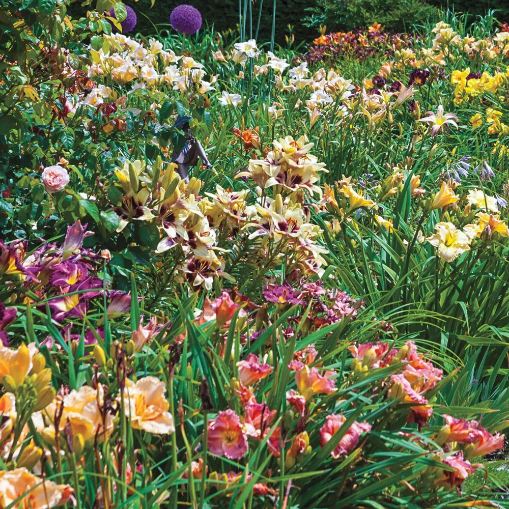 Select Daylily Mixture - Image 2