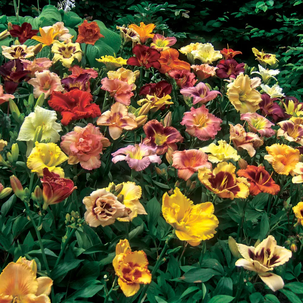 Select Daylily Mixture - Image 4