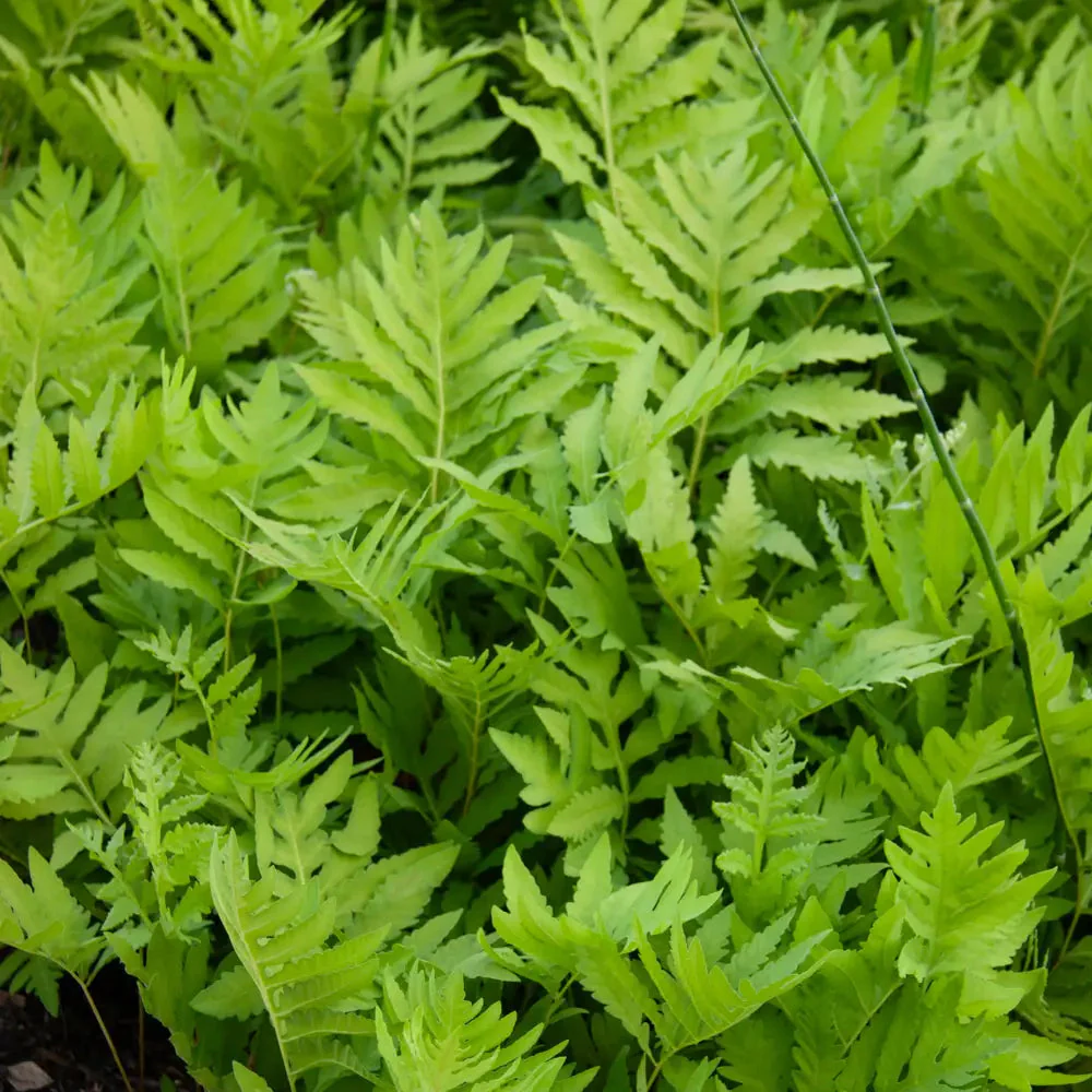 Sensitive Fern - Image 2