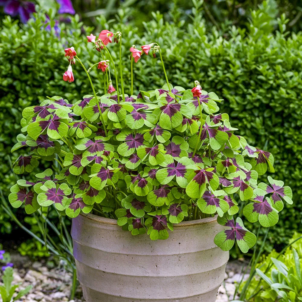 Shamrock Iron Cross
