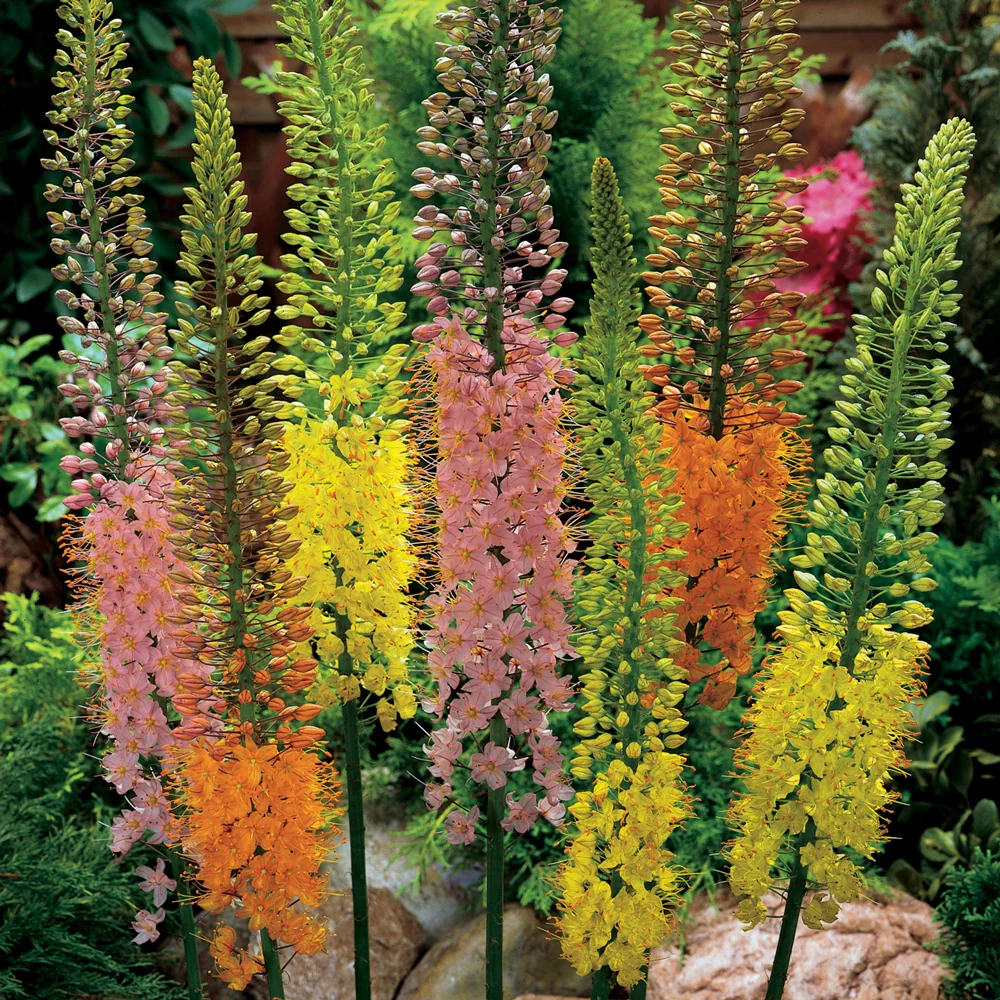 Eremurus Shelford Hybrids Mixed