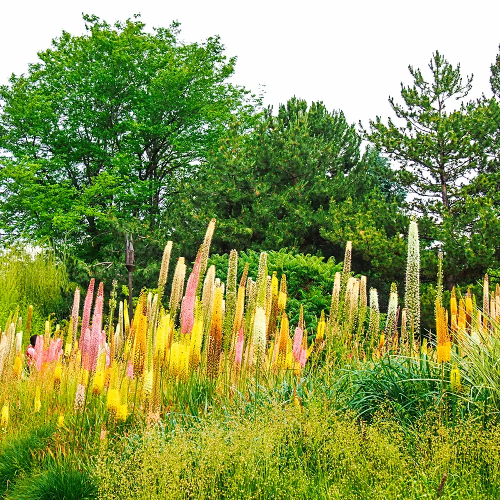 Eremurus Shelford Hybrids Mixed - Image 3