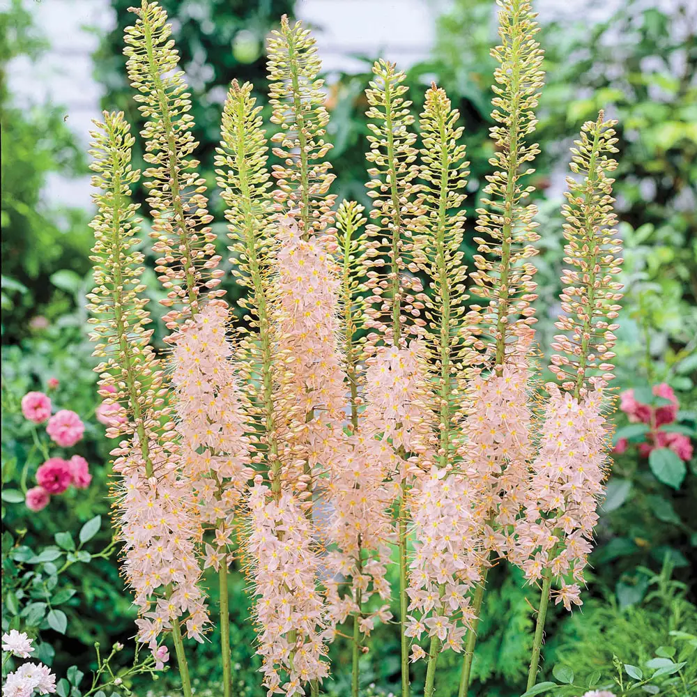 Eremurus Shelford Pink