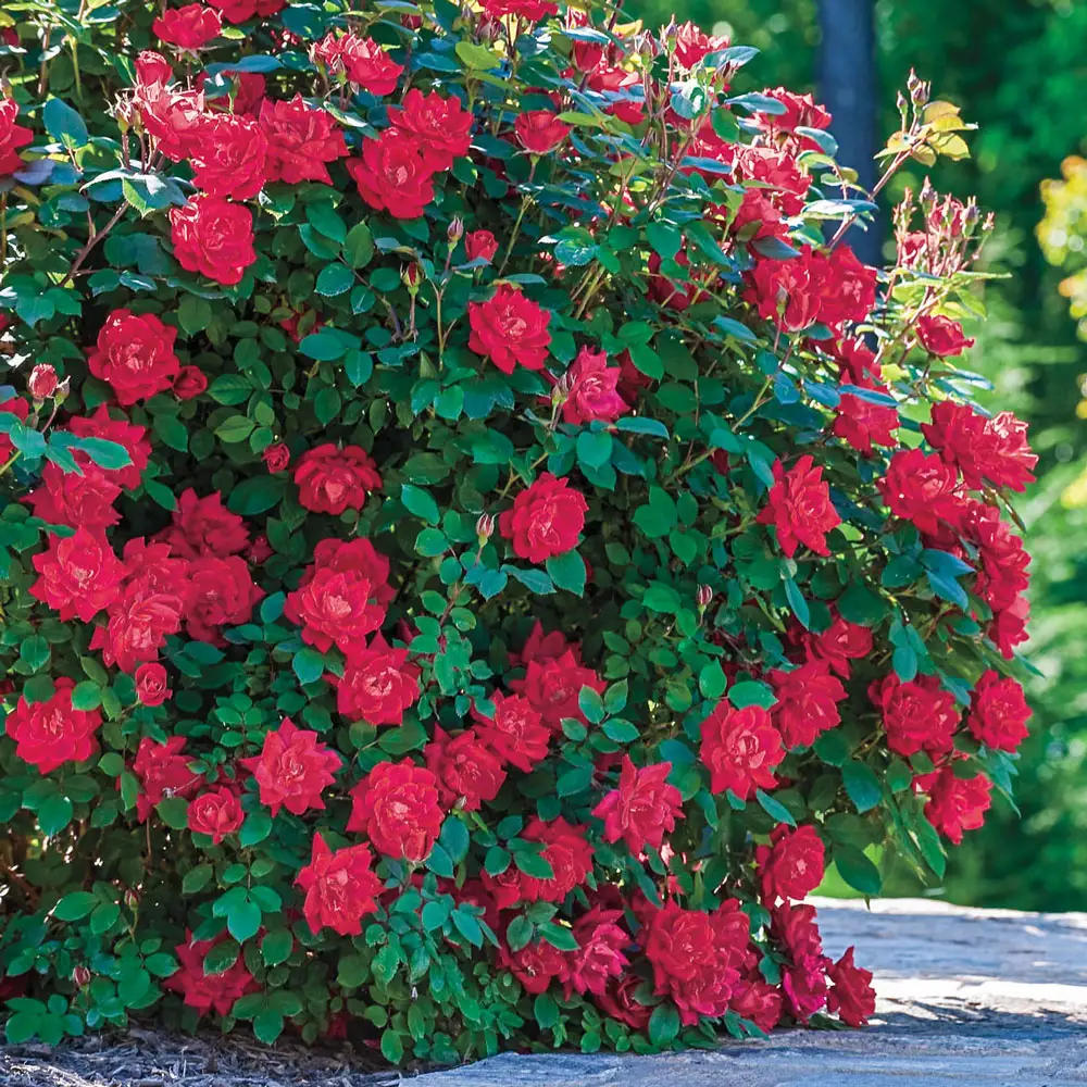 Double Knock Out Shrub Rose
