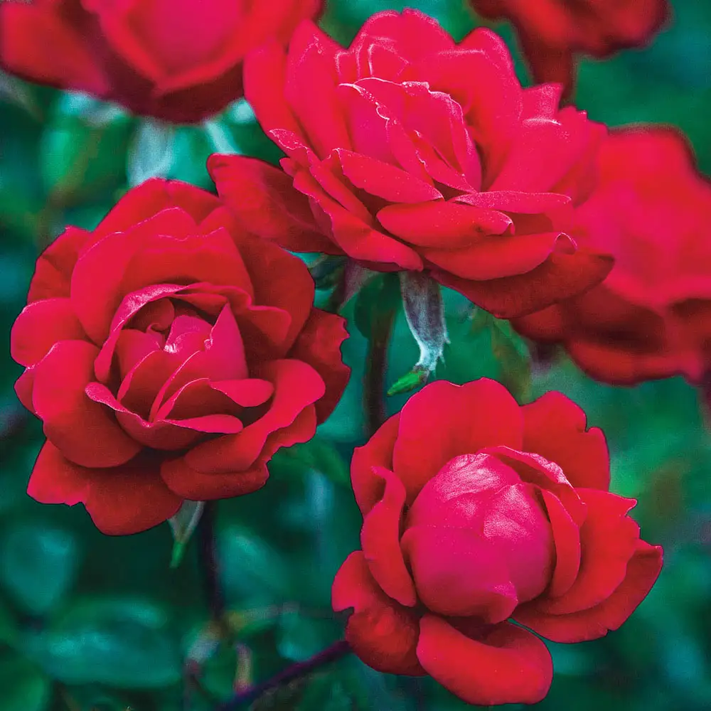 Double Knock Out Shrub Rose - Image 2