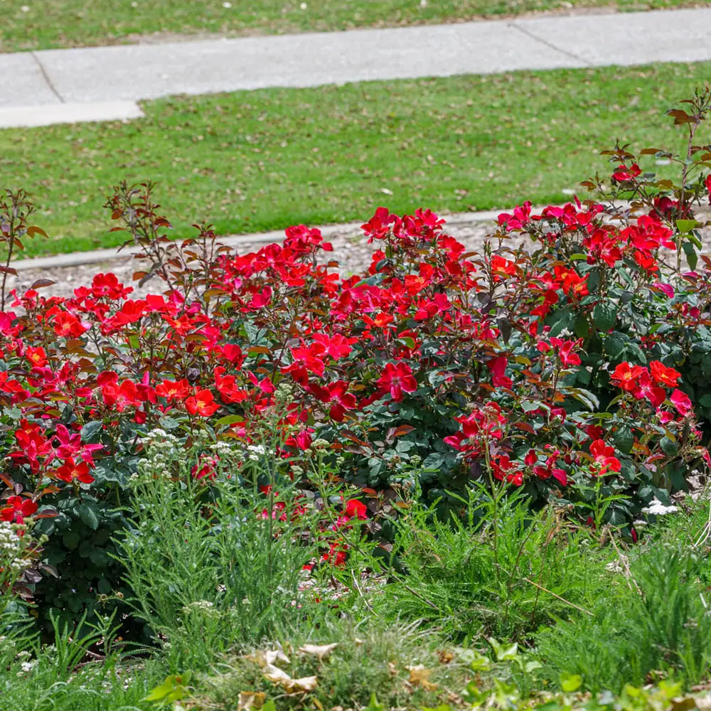 Shrub Rose Home Run®