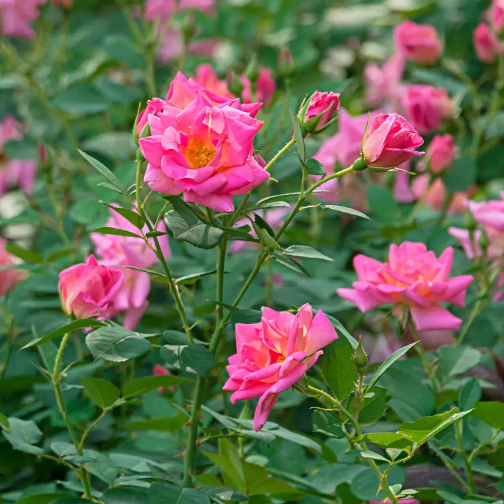 Pink Freedom™ Shrub Rose - Image 2