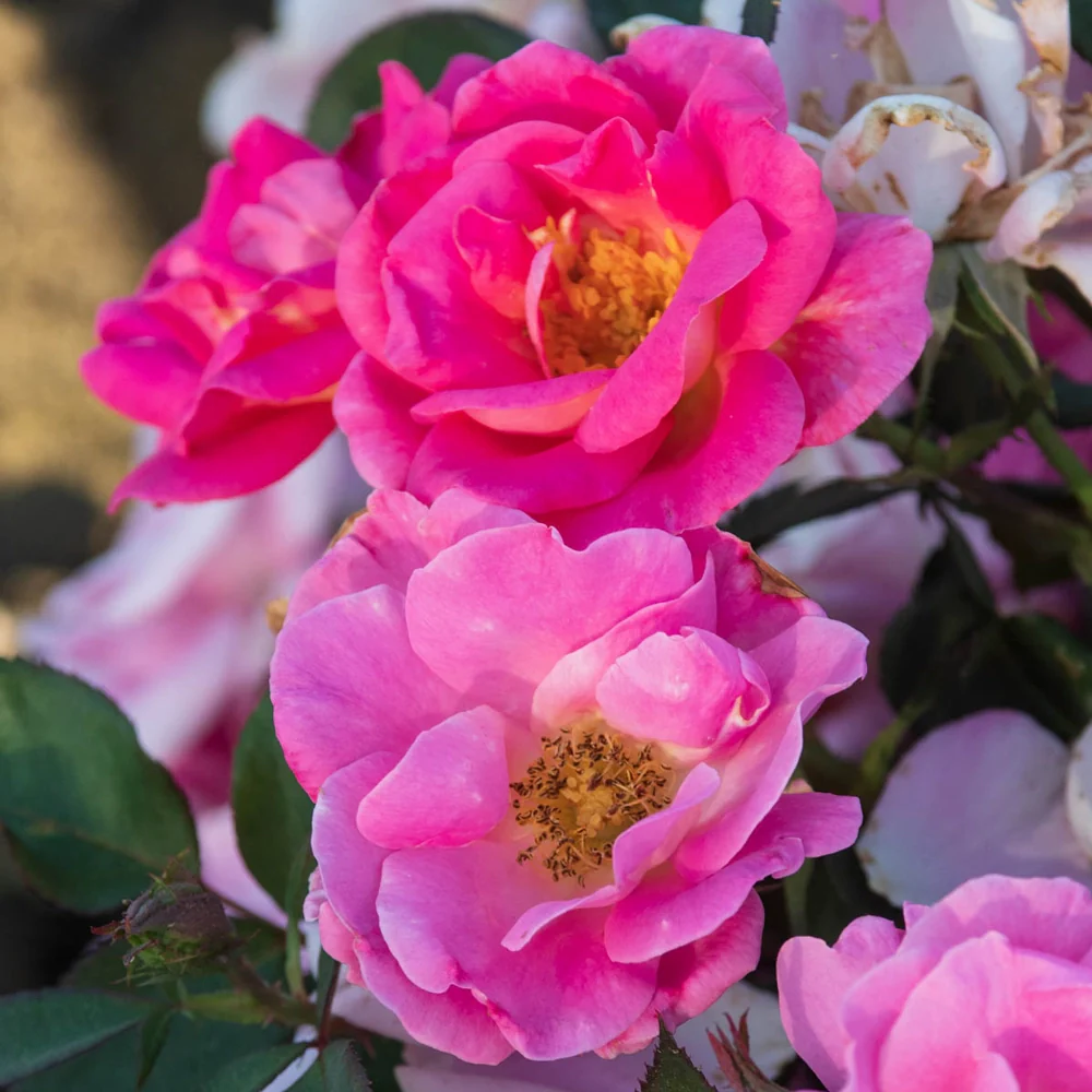Pink Freedom™ Shrub Rose - Image 4