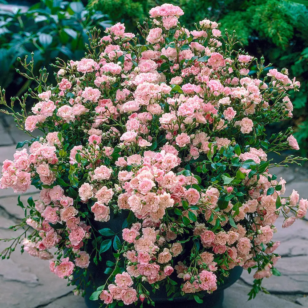 The Fairy Small Shrub Rose