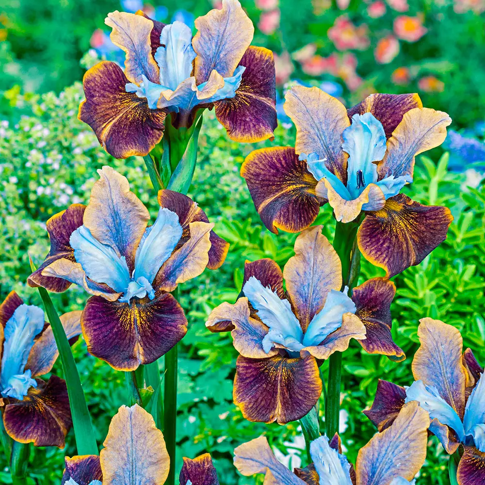 Siberian Iris Black Joker