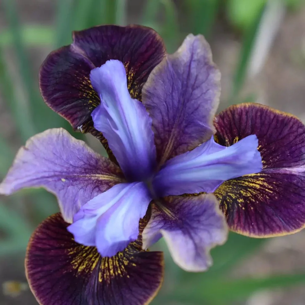Siberian Iris Black Joker - Image 3