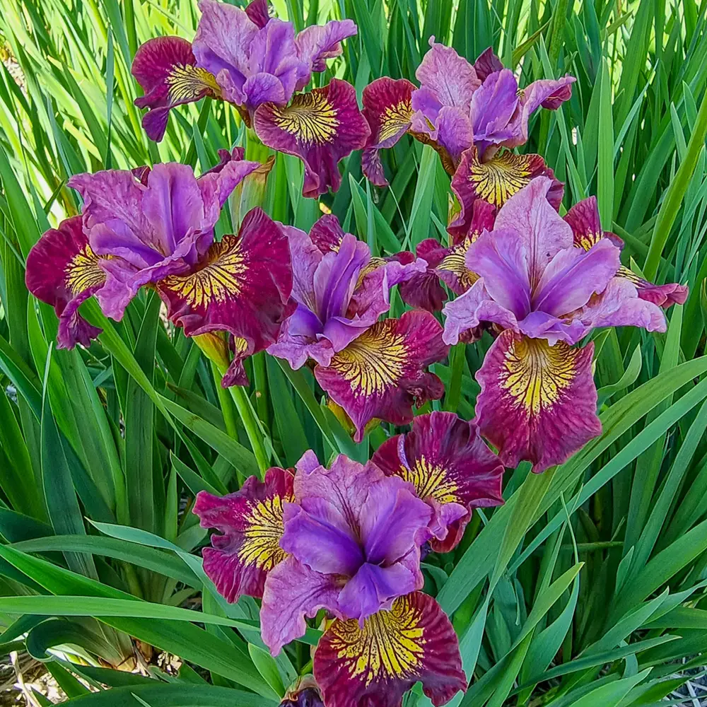 Siberian Iris Miss Apple