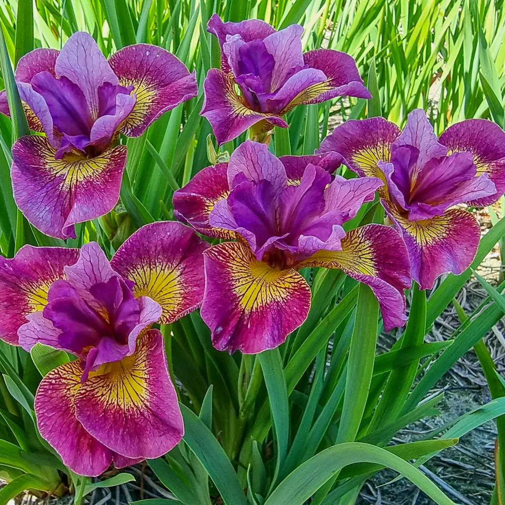 Siberian Iris Miss Apple - Image 2