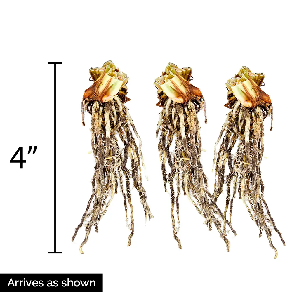 Siberian Iris Miss Apple - Image 6