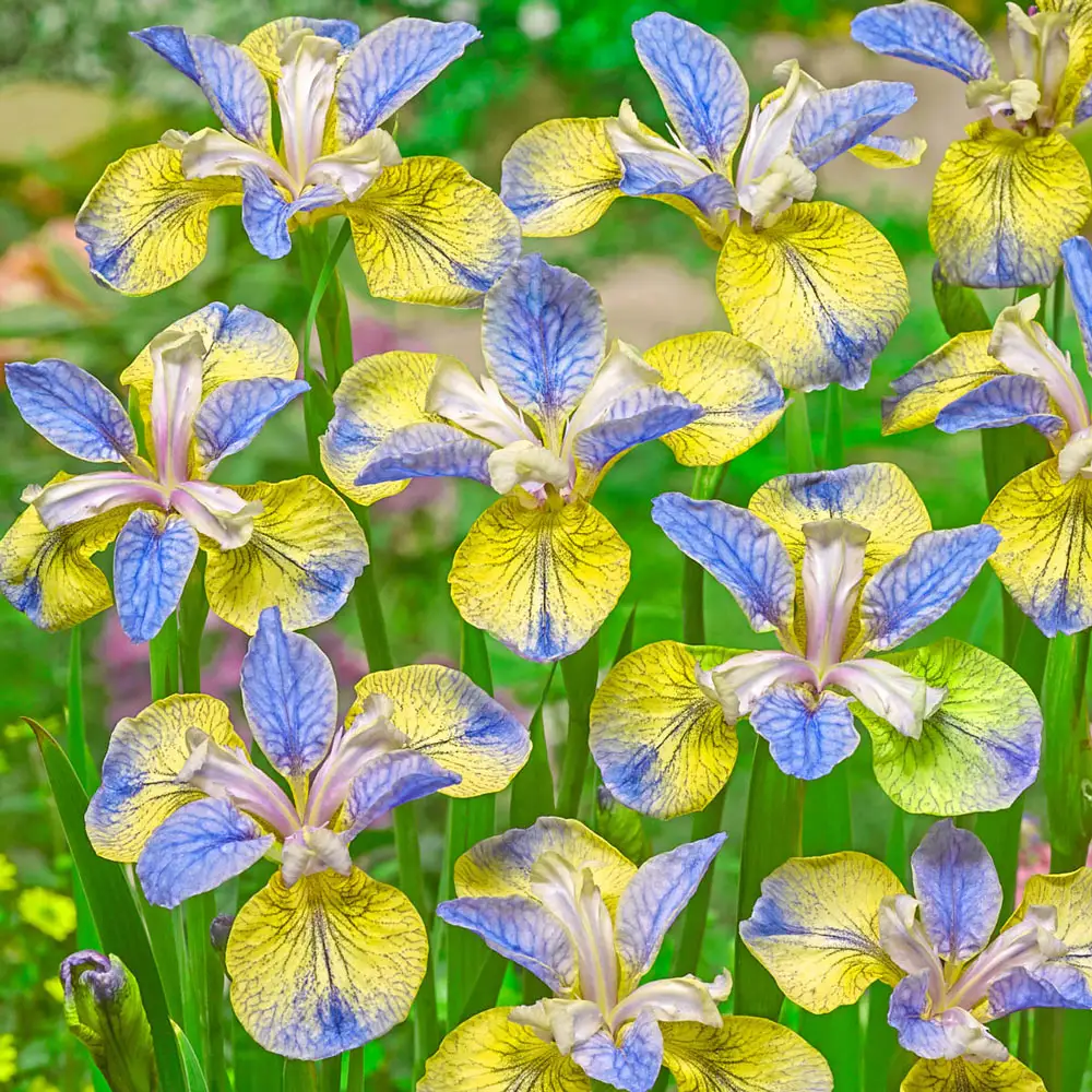 Siberian Iris Tipped in Blue