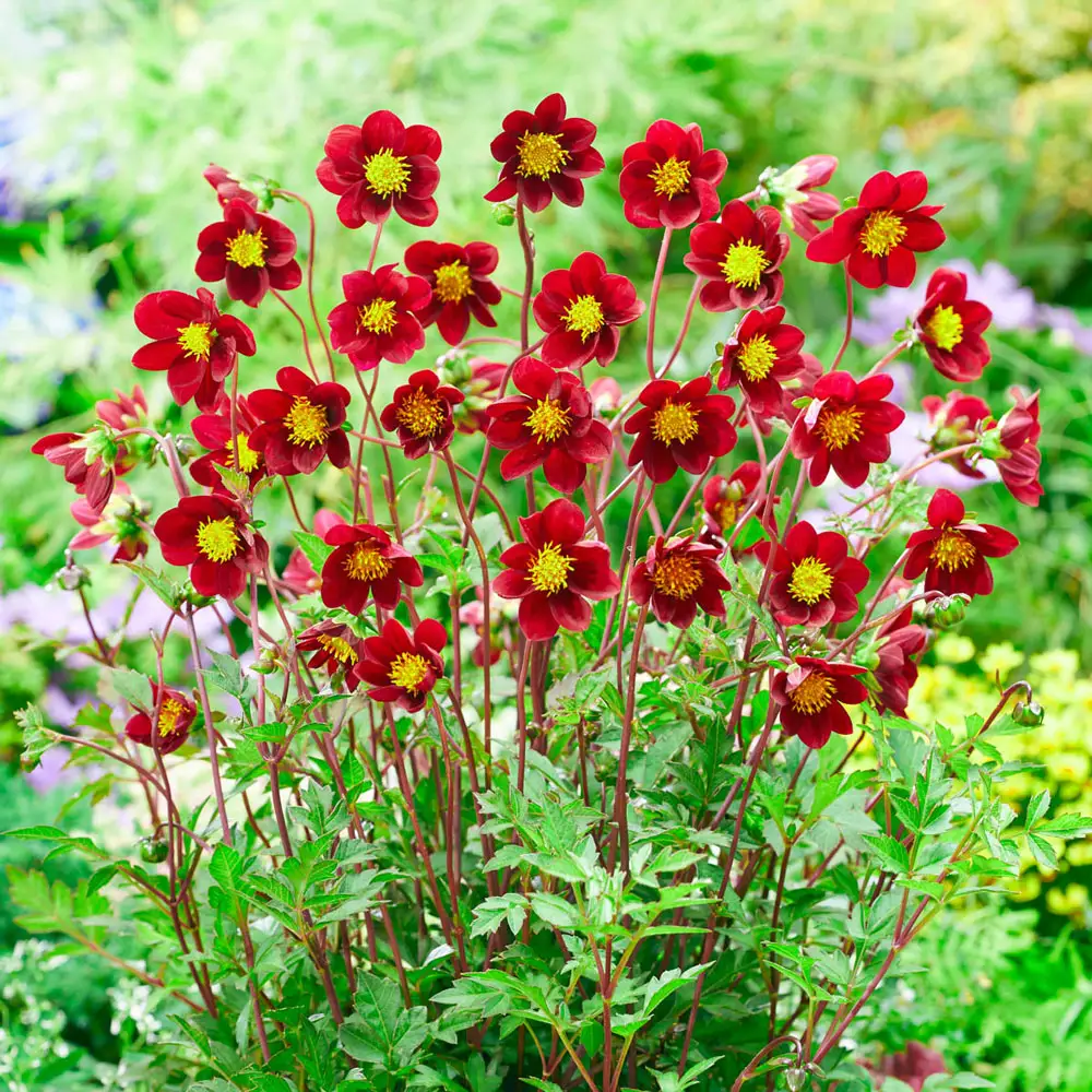 Single-Flowered Dahlia Mexican Star - Image 2
