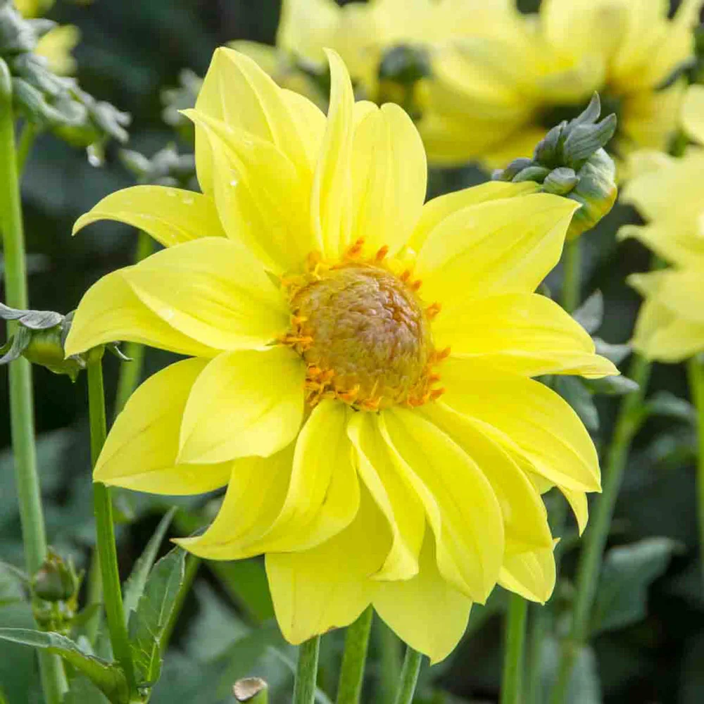 Single-Flowered Dahlia Tournesol - Image 3