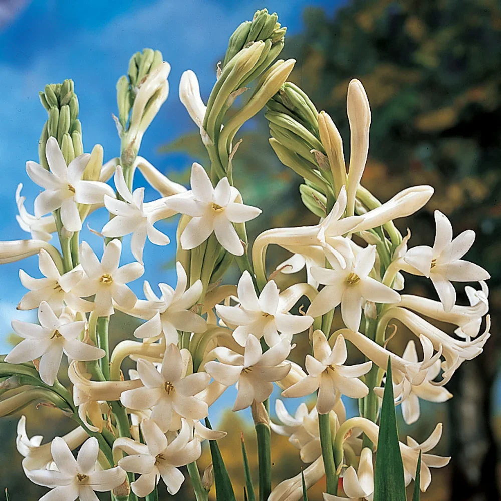 Single Mexican Tuberose