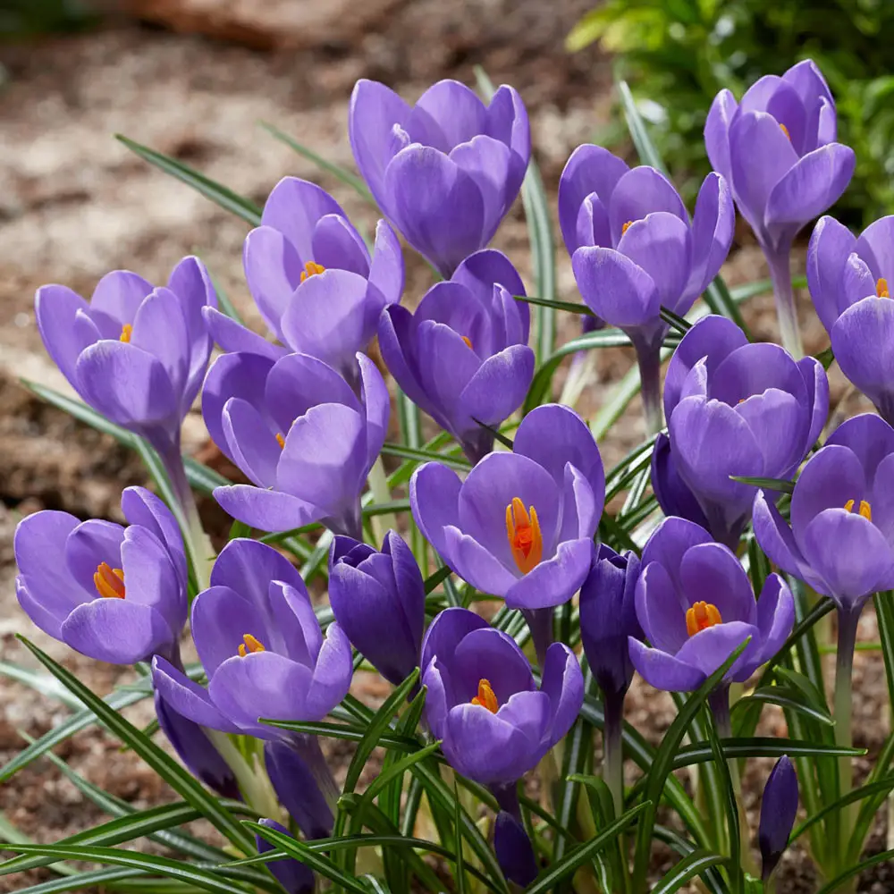 Species Crocus Aqua