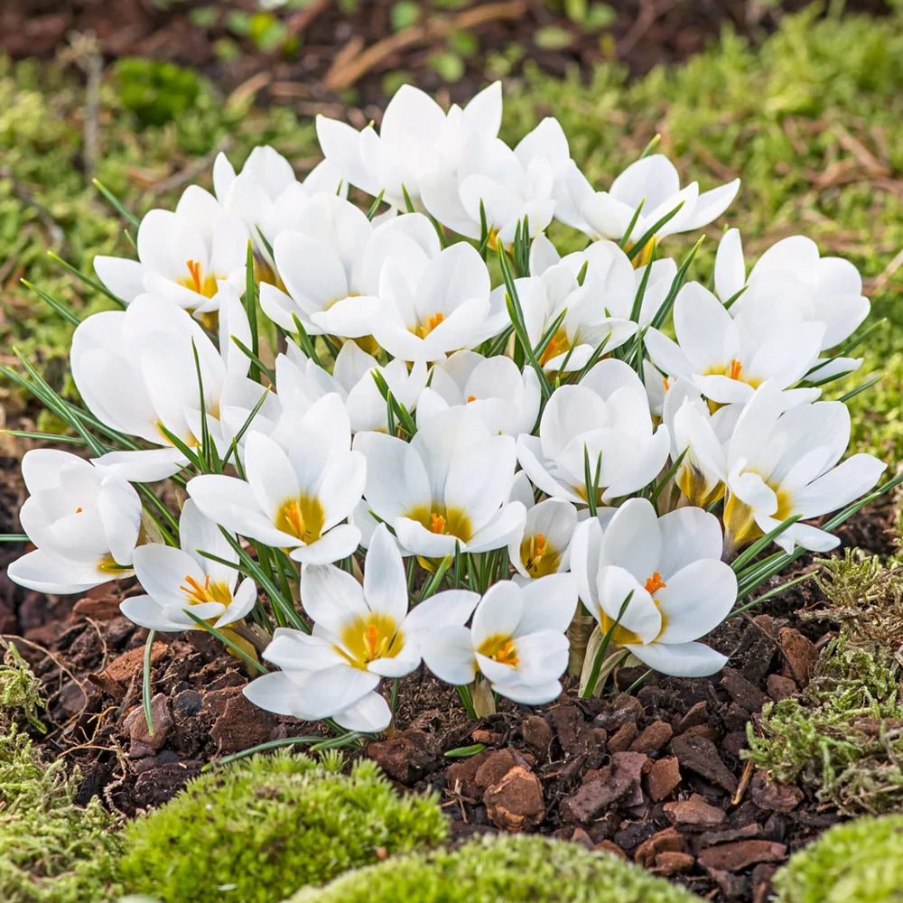 Species Crocus Ard Schenk (chrysanthus)