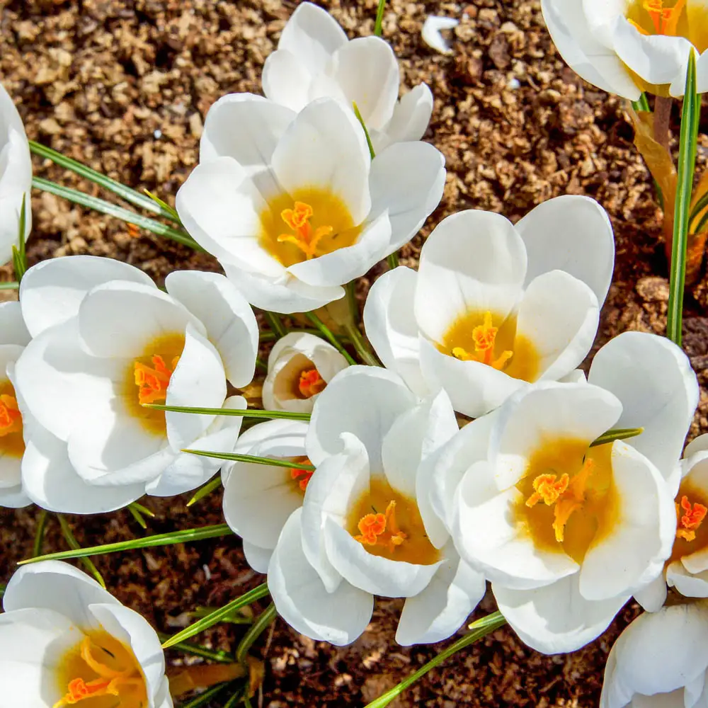Species Crocus Ard Schenk (chrysanthus) - Image 3