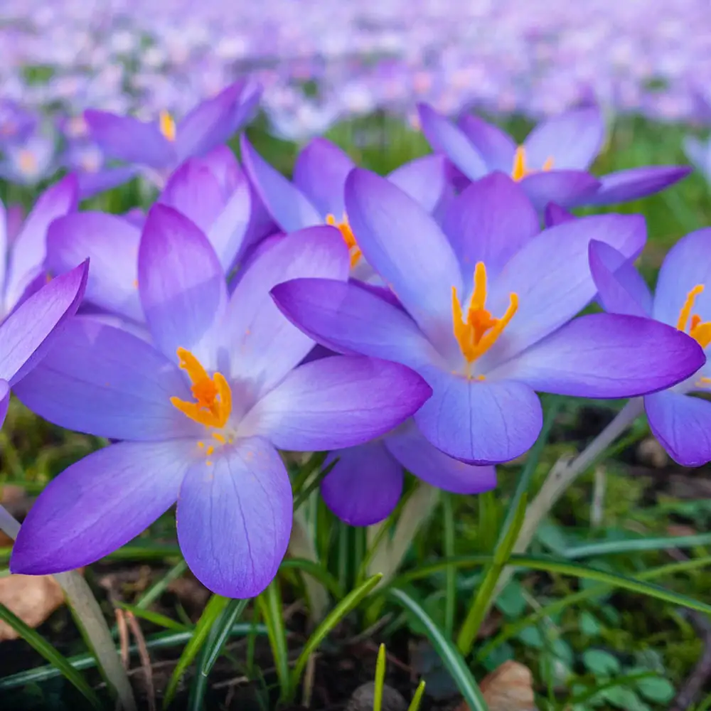 Species Crocus Tommasinianus (Tommies)
