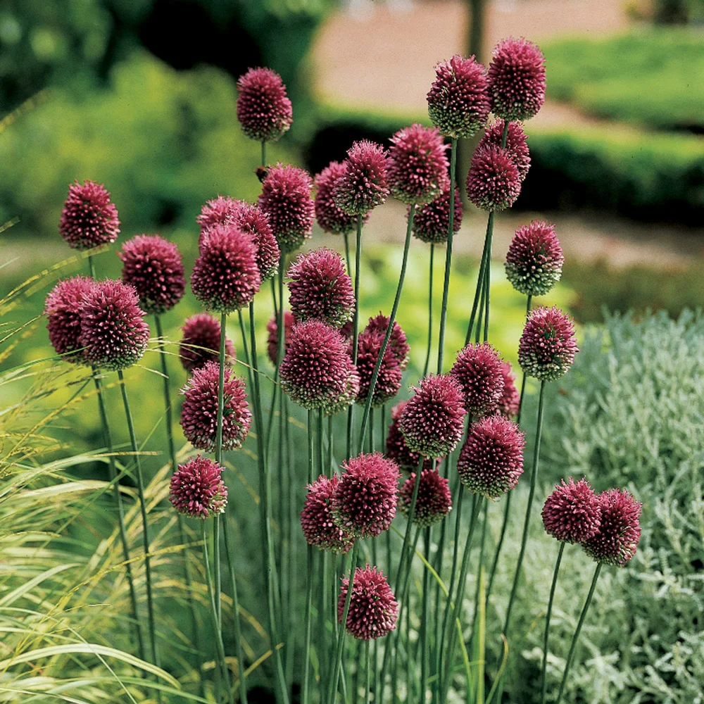 Allium sphaerocephalon (Drumstick Allium)