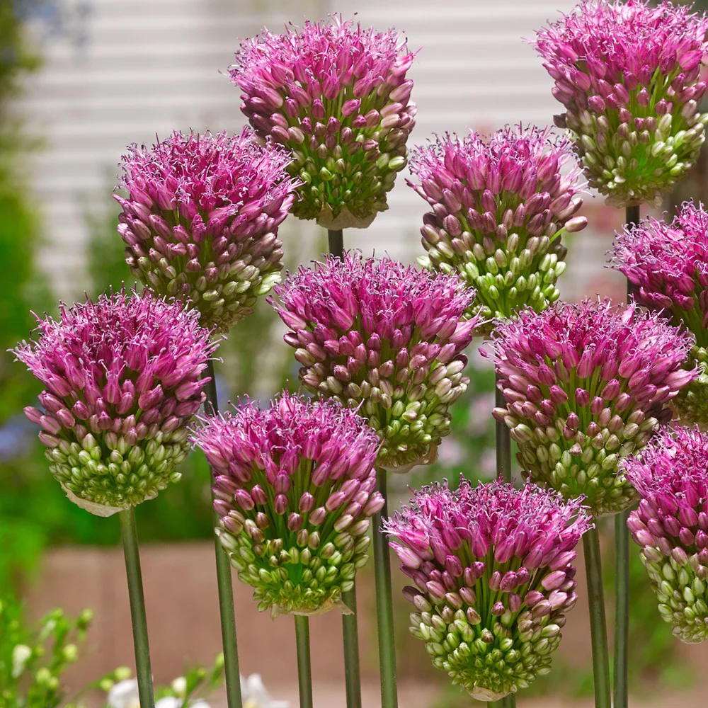 Allium sphaerocephalon (Drumstick Allium) - Image 3