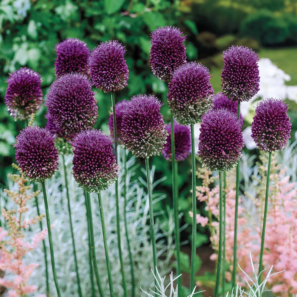 Allium sphaerocephalon (Drumstick Allium) - Image 4