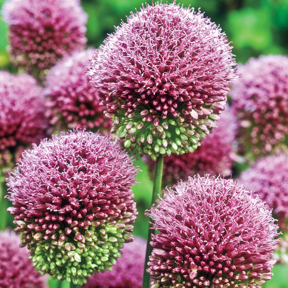 Allium sphaerocephalon (Drumstick Allium) - Image 5