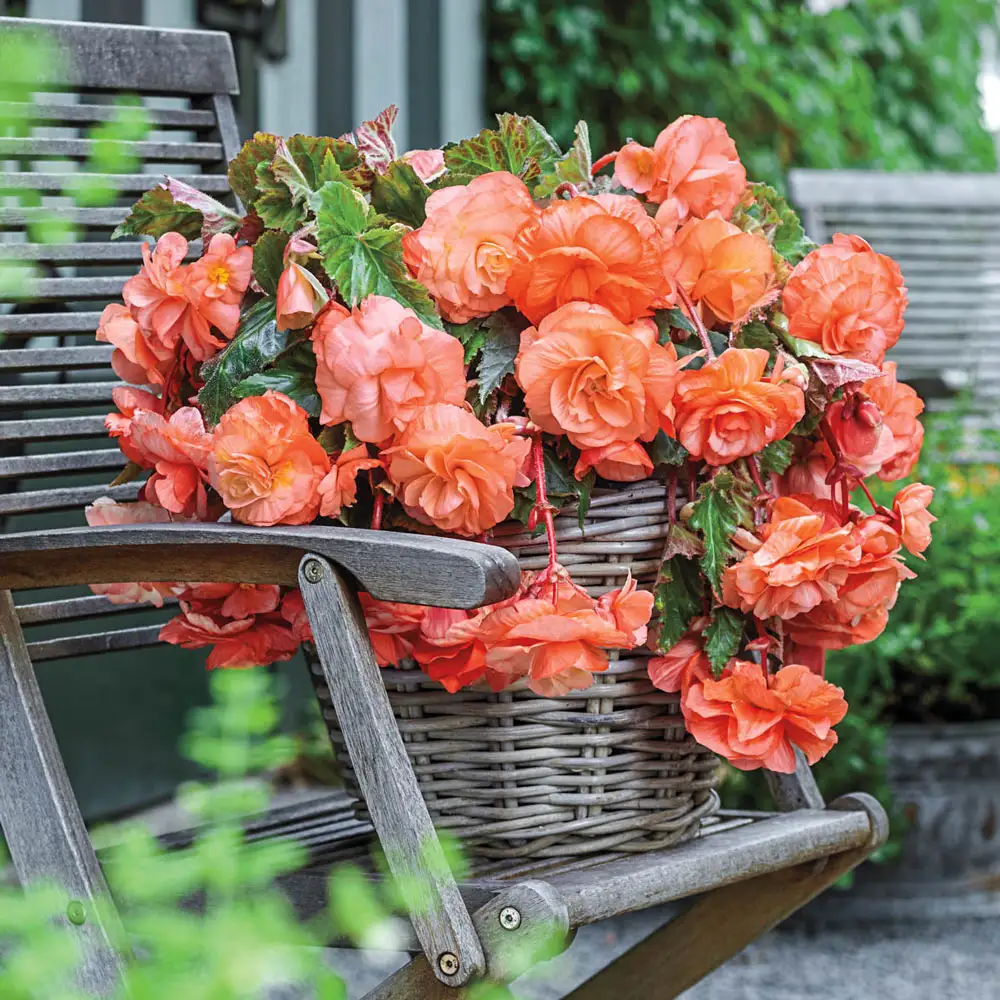 Splendide Begonia Apricot - Image 2