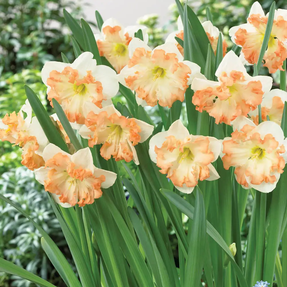 Split-Corona Daffodil Sunny Girlfriend - Image 2