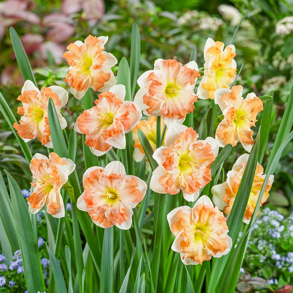 Split-Corona Daffodil Sunny Girlfriend - Image 3
