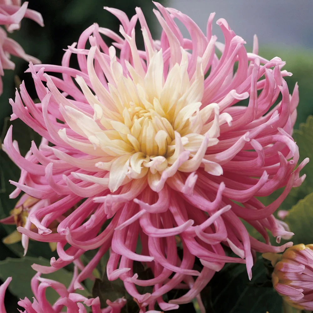Bright Cactus Dahlia Star's Favourite