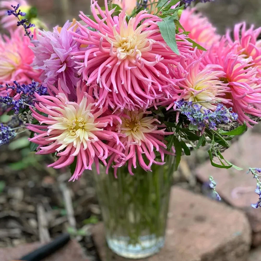 Bright Cactus Dahlia Star's Favourite - Image 2
