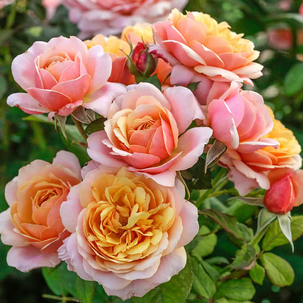 State of Grace™ Grandiflora Rose