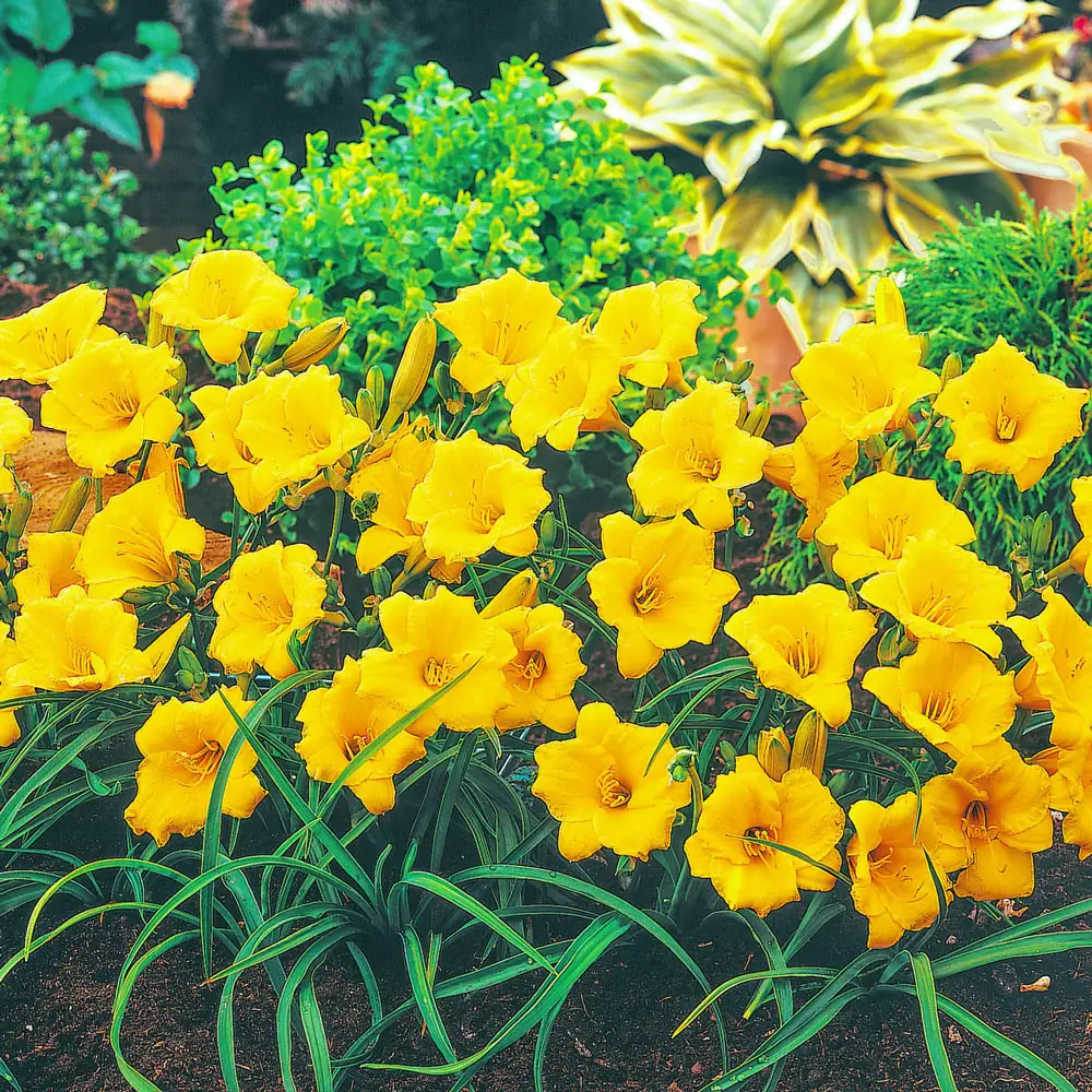 Daylily Stella d'Oro