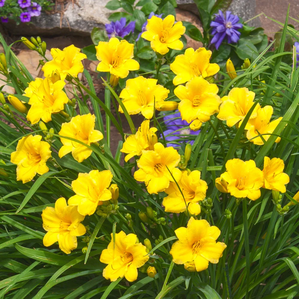 Daylily Stella d'Oro - Image 2