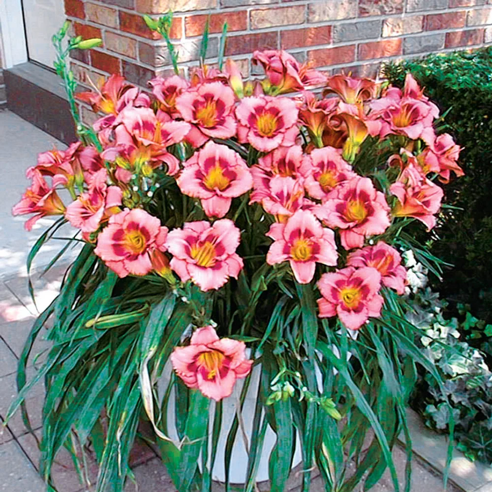 Daylily Strawberry Candy