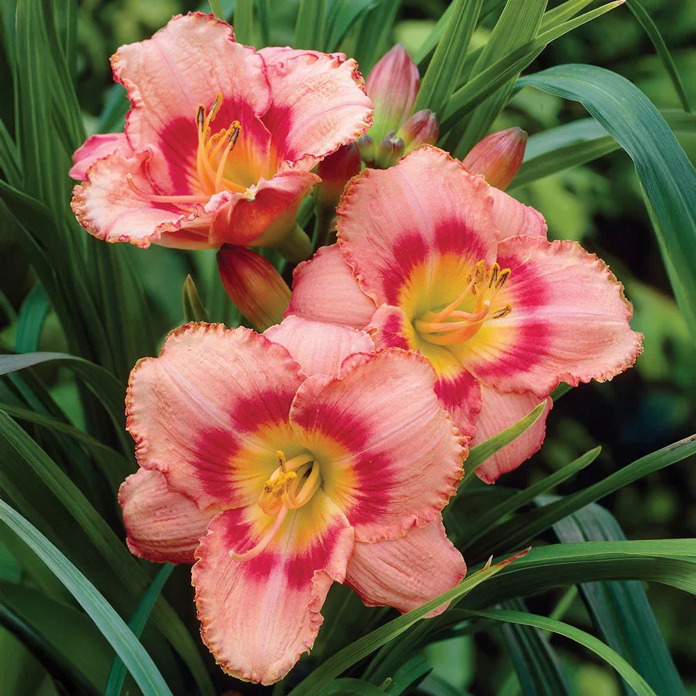 Daylily Strawberry Candy - Image 3