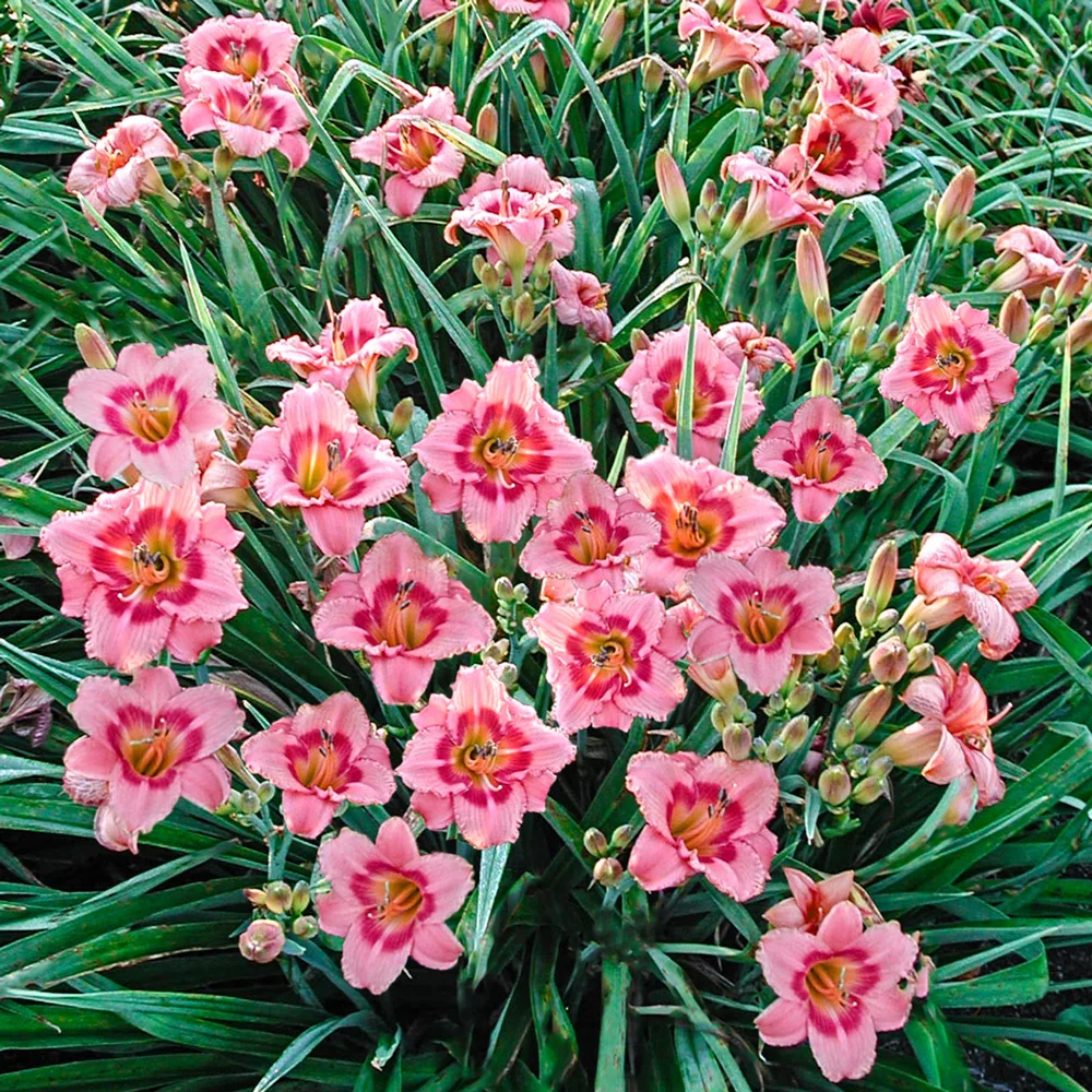Daylily Strawberry Candy - Image 4