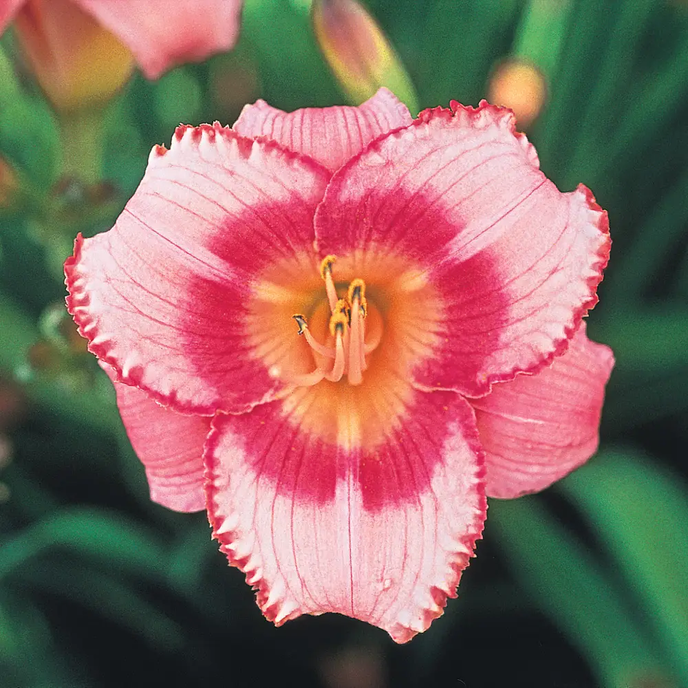 Daylily Strawberry Candy - Image 5