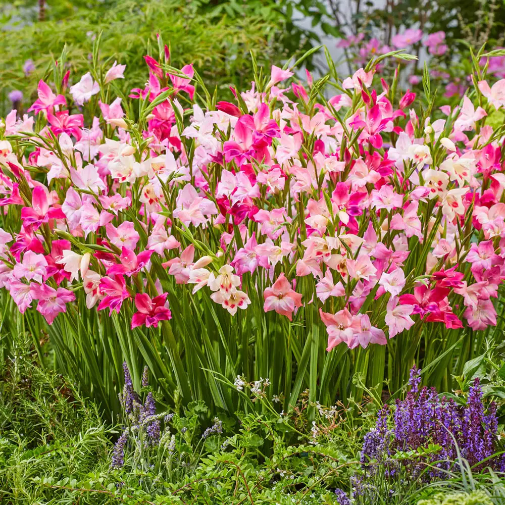 Summer Charm Hardy Glad Mix