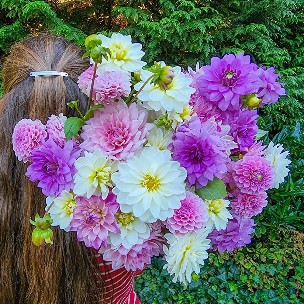 Summer's Finest Dahlia Mix