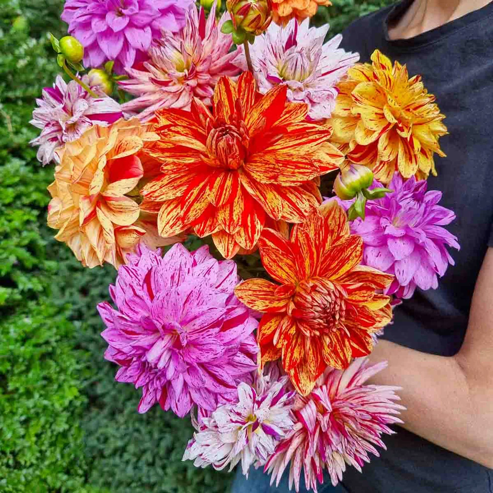 Summer Fireworks Dahlia Mix - Image 5