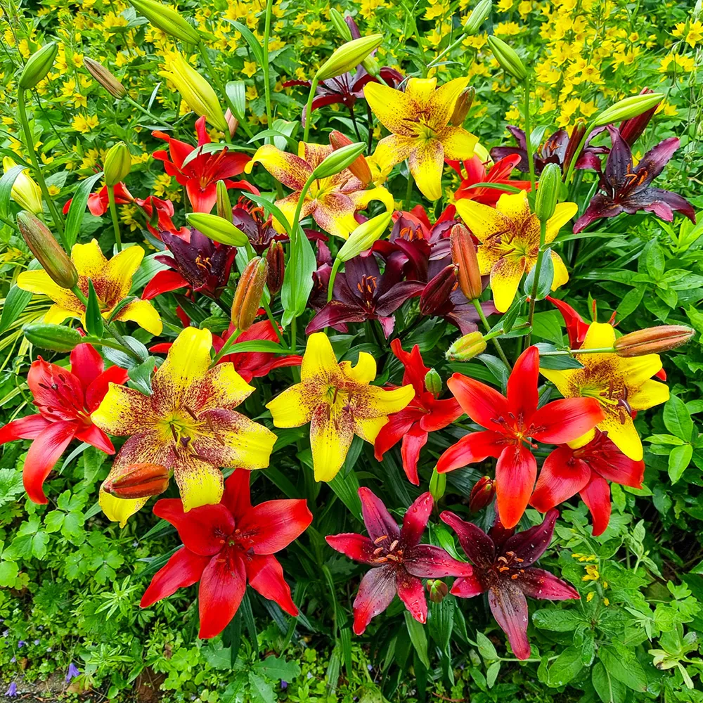 Summer Sizzle Lily Blend