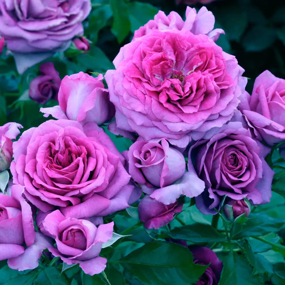 Sweet Madame Blue™ Floribunda Rose - Image 2