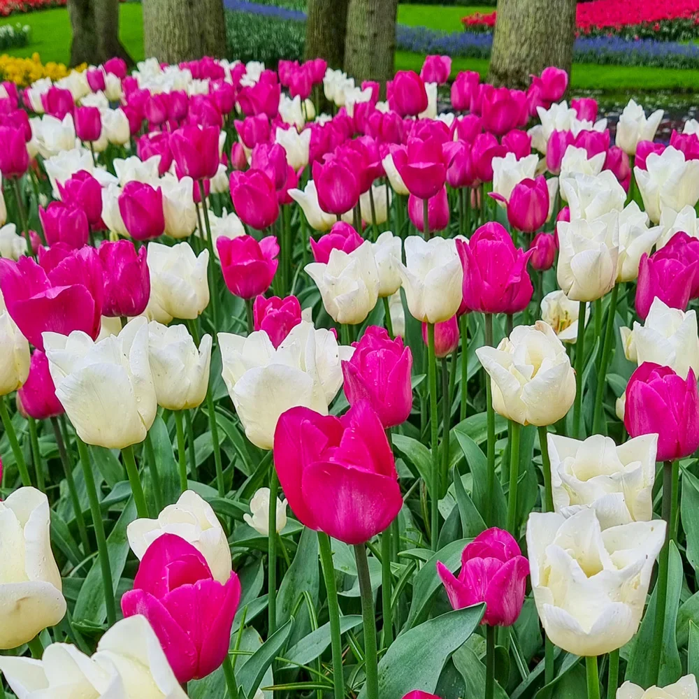 Sweet Sweet Spring Tulip Duet